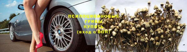 дживик Белокуриха